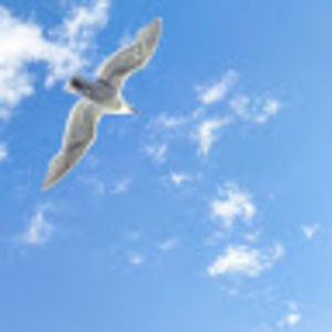 Meet your Posher, Tommy